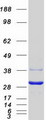 EIF4E2 / IF4e Protein - Purified recombinant protein EIF4E2 was analyzed by SDS-PAGE gel and Coomassie Blue Staining