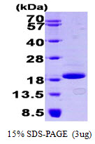 EIF4EBP1 / 4EBP1 Protein
