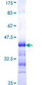 EIF4ENIF1 / 4E-T Protein - 12.5% SDS-PAGE Stained with Coomassie Blue.