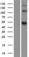 EIF4G1 / EIF4G Protein - Western validation with an anti-DDK antibody * L: Control HEK293 lysate R: Over-expression lysate