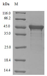 EIF4G1 / EIF4G Protein - (Tris-Glycine gel) Discontinuous SDS-PAGE (reduced) with 5% enrichment gel and 15% separation gel.