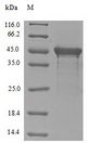 EIF4G1 / EIF4G Protein - (Tris-Glycine gel) Discontinuous SDS-PAGE (reduced) with 5% enrichment gel and 15% separation gel.