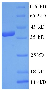 EIF4G1 / EIF4G Protein