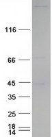 EIF4G1 / EIF4G Protein - Purified recombinant protein EIF4G1 was analyzed by SDS-PAGE gel and Coomassie Blue Staining