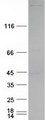 EIF4G1 / EIF4G Protein - Purified recombinant protein EIF4G1 was analyzed by SDS-PAGE gel and Coomassie Blue Staining