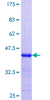 EIF4H Protein - 12.5% SDS-PAGE Stained with Coomassie Blue.
