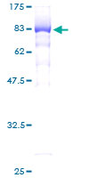 EIF5 Protein - 12.5% SDS-PAGE of human EIF5 stained with Coomassie Blue