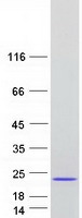 EIF5A Protein - Purified recombinant protein EIF5A was analyzed by SDS-PAGE gel and Coomassie Blue Staining