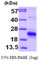 EIF5A2 Protein