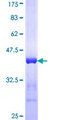 EIF5B / IF2 Protein - 12.5% SDS-PAGE Stained with Coomassie Blue.