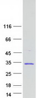 EIF6 Protein - Purified recombinant protein EIF6 was analyzed by SDS-PAGE gel and Coomassie Blue Staining