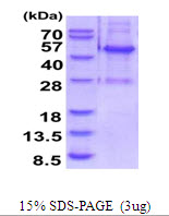 ELAC1 Protein