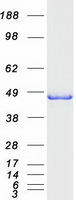 ELAC1 Protein - Purified recombinant protein ELAC1 was analyzed by SDS-PAGE gel and Coomassie Blue Staining