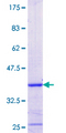 ELAC2 Protein - 12.5% SDS-PAGE Stained with Coomassie Blue.