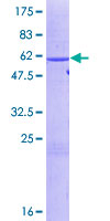 ELAVL1 / HUR Protein - 12.5% SDS-PAGE of human ELAVL1 stained with Coomassie Blue