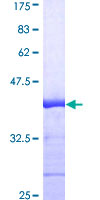 ELAVL1 / HUR Protein - 12.5% SDS-PAGE Stained with Coomassie Blue.