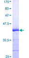 ELAVL1 / HUR Protein - 12.5% SDS-PAGE Stained with Coomassie Blue.
