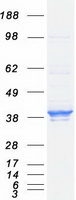 ELAVL1 / HUR Protein - Purified recombinant protein ELAVL1 was analyzed by SDS-PAGE gel and Coomassie Blue Staining