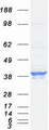ELAVL1 / HUR Protein - Purified recombinant protein ELAVL1 was analyzed by SDS-PAGE gel and Coomassie Blue Staining
