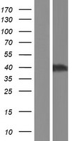 ELAVL2 / HUB Protein - Western validation with an anti-DDK antibody * L: Control HEK293 lysate R: Over-expression lysate