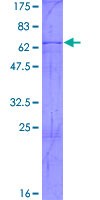 ELAVL2 / HUB Protein - 12.5% SDS-PAGE of human ELAVL2 stained with Coomassie Blue