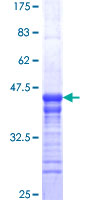ELAVL2 / HUB Protein - 12.5% SDS-PAGE Stained with Coomassie Blue.
