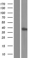 ELAVL3 / HUC Protein - Western validation with an anti-DDK antibody * L: Control HEK293 lysate R: Over-expression lysate