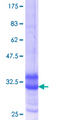 ELAVL3 / HUC Protein - 12.5% SDS-PAGE Stained with Coomassie Blue.