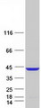 ELAVL3 / HUC Protein - Purified recombinant protein ELAVL3 was analyzed by SDS-PAGE gel and Coomassie Blue Staining