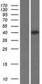 ELAVL4 / HuD Protein - Western validation with an anti-DDK antibody * L: Control HEK293 lysate R: Over-expression lysate