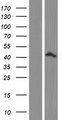 ELAVL4 / HuD Protein - Western validation with an anti-DDK antibody * L: Control HEK293 lysate R: Over-expression lysate