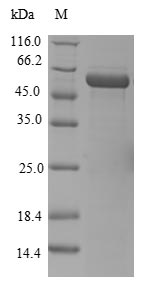 ELAVL4 / HuD Protein - (Tris-Glycine gel) Discontinuous SDS-PAGE (reduced) with 5% enrichment gel and 15% separation gel.