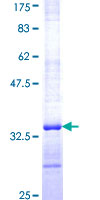 ELAVL4 / HuD Protein - 12.5% SDS-PAGE Stained with Coomassie Blue.
