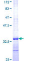 ELAVL4 / HuD Protein - 12.5% SDS-PAGE Stained with Coomassie Blue.