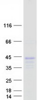 ELAVL4 / HuD Protein - Purified recombinant protein ELAVL4 was analyzed by SDS-PAGE gel and Coomassie Blue Staining