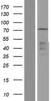 ELF1 Protein - Western validation with an anti-DDK antibody * L: Control HEK293 lysate R: Over-expression lysate