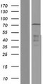 ELF1 Protein - Western validation with an anti-DDK antibody * L: Control HEK293 lysate R: Over-expression lysate