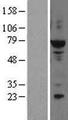ELF2 / NERF Protein - Western validation with an anti-DDK antibody * L: Control HEK293 lysate R: Over-expression lysate