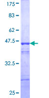 ELF2 / NERF Protein - 12.5% SDS-PAGE Stained with Coomassie Blue.