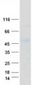ELF3 / ESE1 Protein - Purified recombinant protein ELF3 was analyzed by SDS-PAGE gel and Coomassie Blue Staining