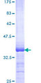 ELF4 / MEF Protein - 12.5% SDS-PAGE Stained with Coomassie Blue.
