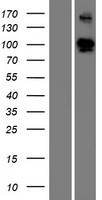 ELFN1 Protein - Western validation with an anti-DDK antibody * L: Control HEK293 lysate R: Over-expression lysate