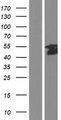 ELK1 Protein - Western validation with an anti-DDK antibody * L: Control HEK293 lysate R: Over-expression lysate
