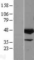 ELK3 / NET Protein - Western validation with an anti-DDK antibody * L: Control HEK293 lysate R: Over-expression lysate