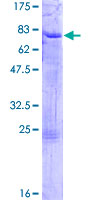 ELK3 / NET Protein - 12.5% SDS-PAGE of human ELK3 stained with Coomassie Blue