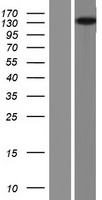 ELKS / ERC1 Protein - Western validation with an anti-DDK antibody * L: Control HEK293 lysate R: Over-expression lysate