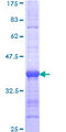 ELL2 Protein - 12.5% SDS-PAGE Stained with Coomassie Blue.