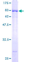 ELL3 Protein - 12.5% SDS-PAGE of human ELL3 stained with Coomassie Blue