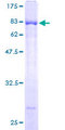 ELL3 Protein - 12.5% SDS-PAGE of human ELL3 stained with Coomassie Blue