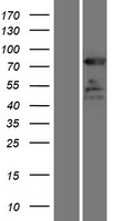 ELMO1 / ELMO 1 Protein - Western validation with an anti-DDK antibody * L: Control HEK293 lysate R: Over-expression lysate